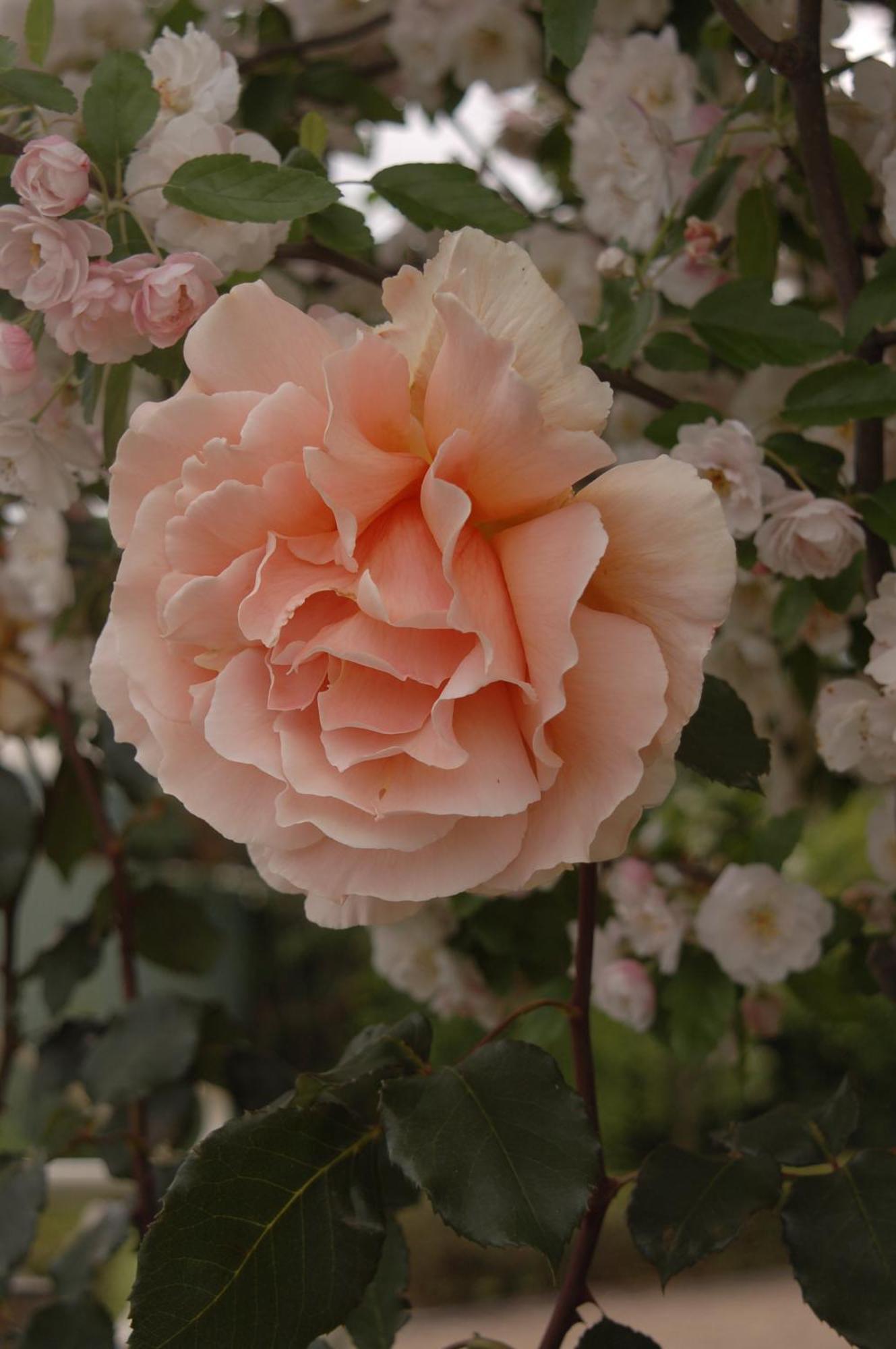 Dalfruin B&B Bairnsdale Buitenkant foto