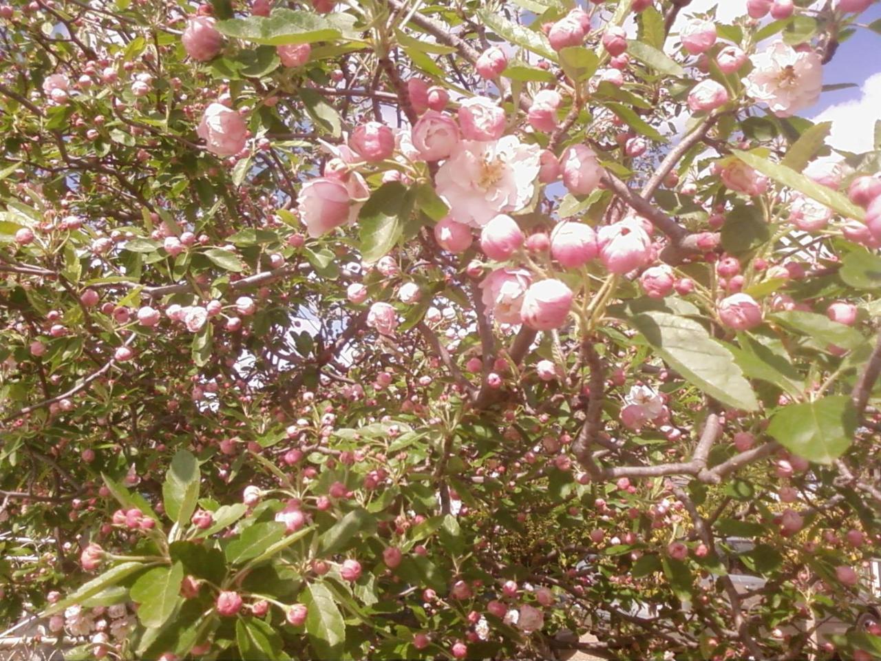 Dalfruin B&B Bairnsdale Buitenkant foto